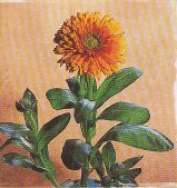 JT Kräuter Ringelblume.jpg